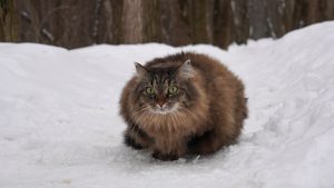 Профилактика от бешенства, или Вакцинацию домашних животных проведут во Внукове. Фото: Анатолий Цымбалюк, «Вечерняя Москва»