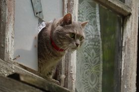 Вакцинацию против бешенства домашних животных организуют для жителей Внукова. Фото: Анатолий Цымбалюк, «Вечерняя Москва»