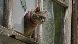 Вакцинацию против бешенства домашних животных организуют для жителей Внукова. Фото: Анатолий Цымбалюк, «Вечерняя Москва»