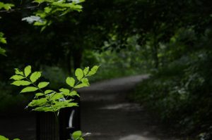 Качество воздуха измерили в районе Внуково. Фото: Анна Быкова, «Вечерняя Москва»